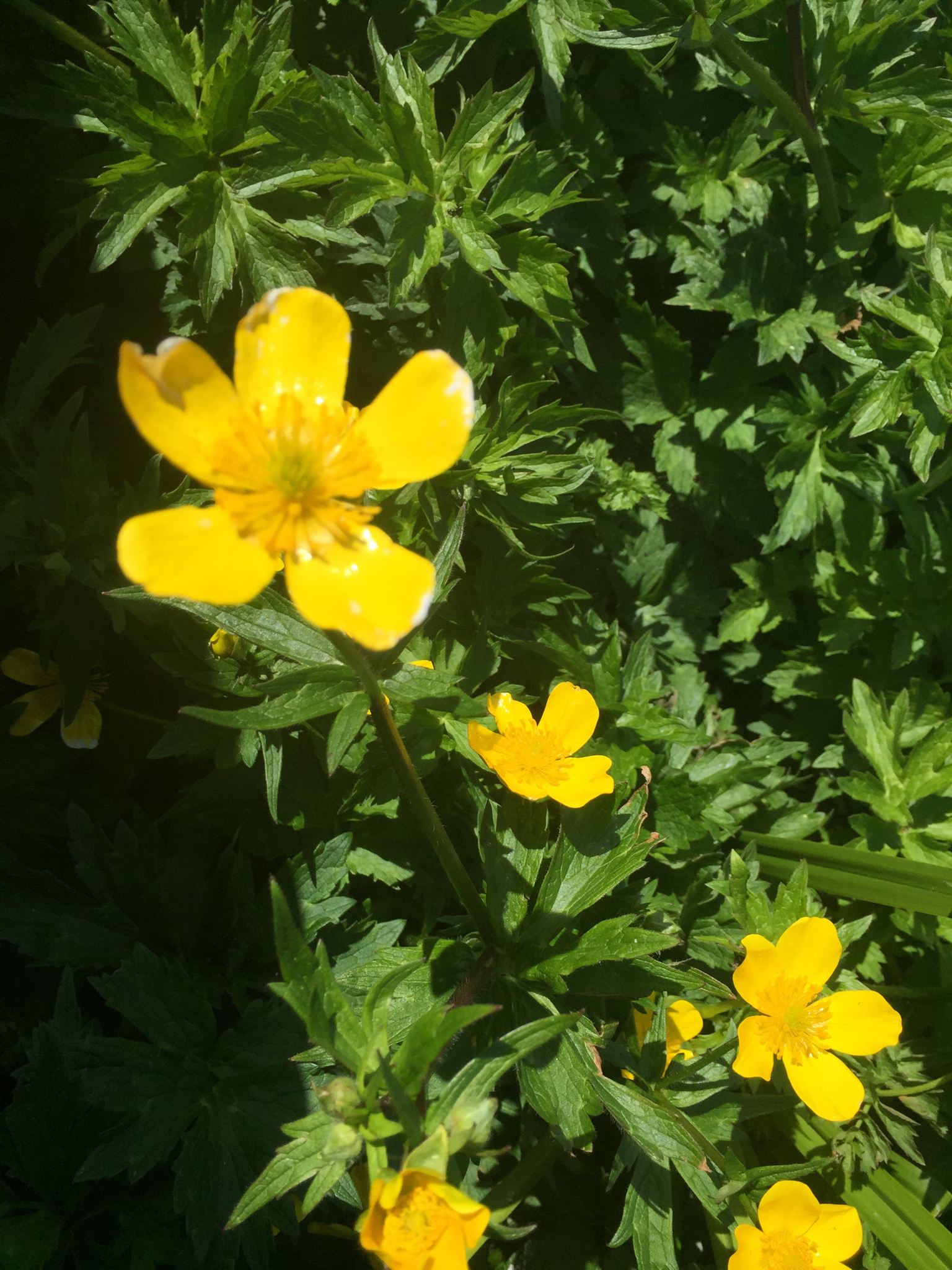 Ranunculus orthorhynchus var. platyphyllus
