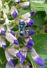 Osmia ribifloris ribifloris
