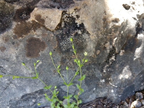 Image of Arenaria benthamii by (c) Cleveland Powell, some rights reserved (CC BY)