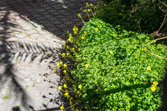Oxalis pes-caprae