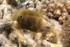 Stegastes punctatus