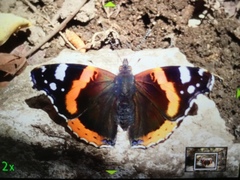 Vanessa atalanta