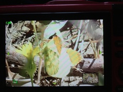 Anthocharis euphenoides