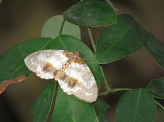 Abraxas amicula-illuminata