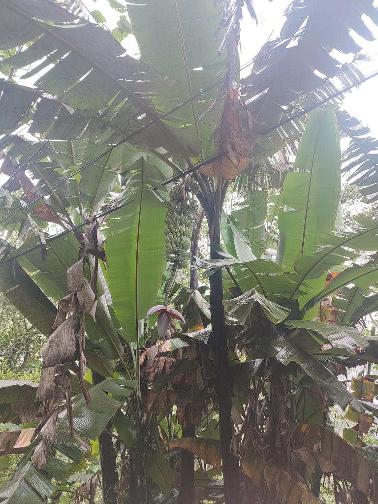 Musa cheesmanii