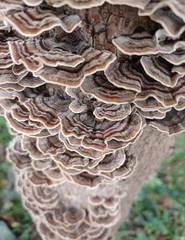 Trametes versicolor image