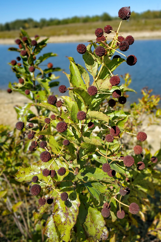 buttonbush from Mannford, OK, USA on October 16, 2023 at 0133 PM by