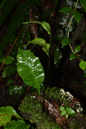 Leptochilus pedunculatus, 2022-05-19