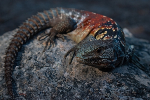 Yucatán Spiny-tailed Iguana