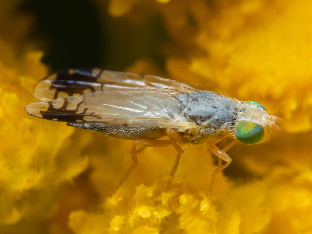 Trupanea glauca