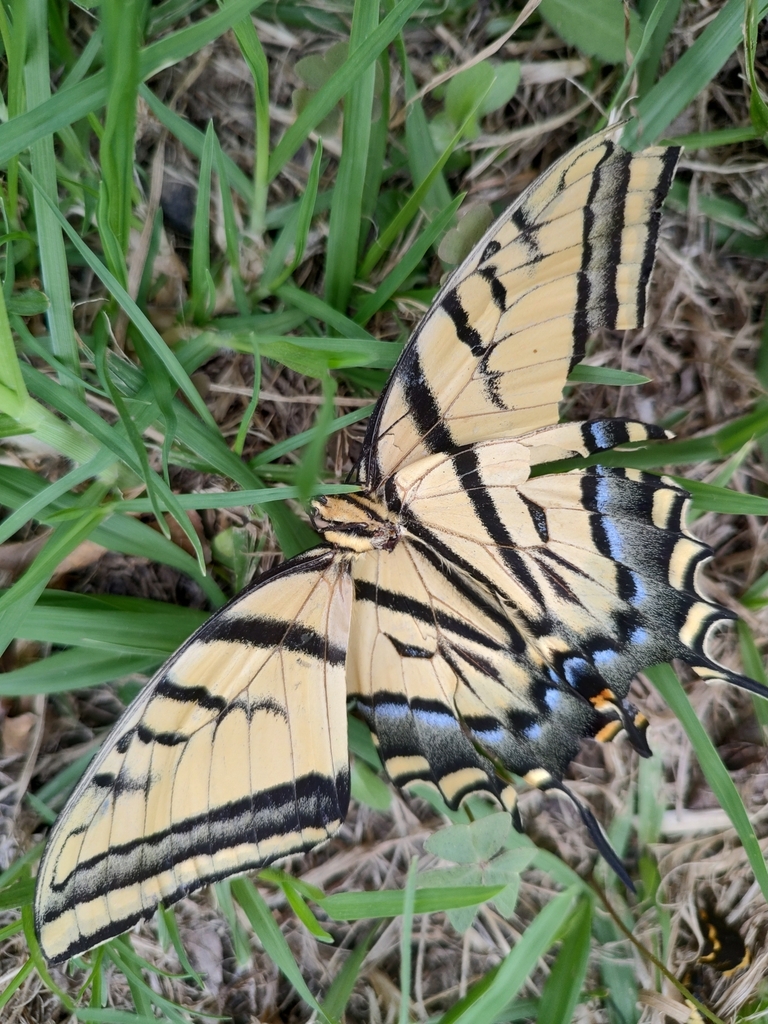 Papilio multicaudata multicaudata from Cinvestav unidad Irapuato on ...