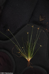 Bulbostylis mahafalensis