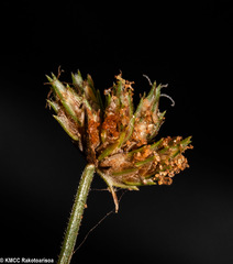 Bulbostylis mahafalensis