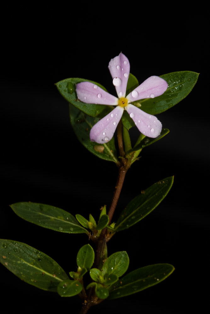 Catharanthus scitulus