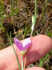 Clarkia affinis