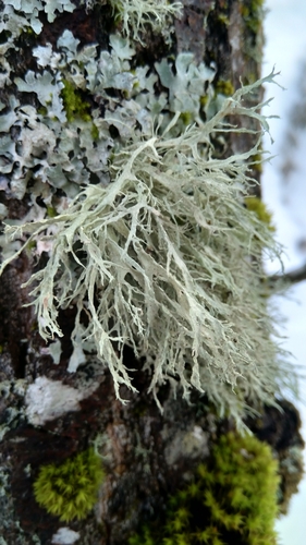 Farinose Cartilage Lichen