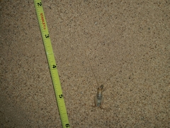 Macrobaenetes algodonensis