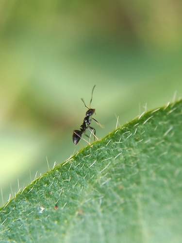 Lepisiota mayriLepisiota mayri
