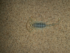 Paruroctonus xanthus