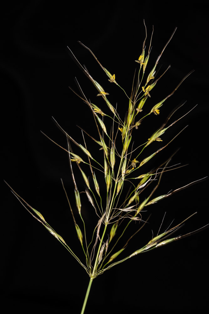 Chrysopogon