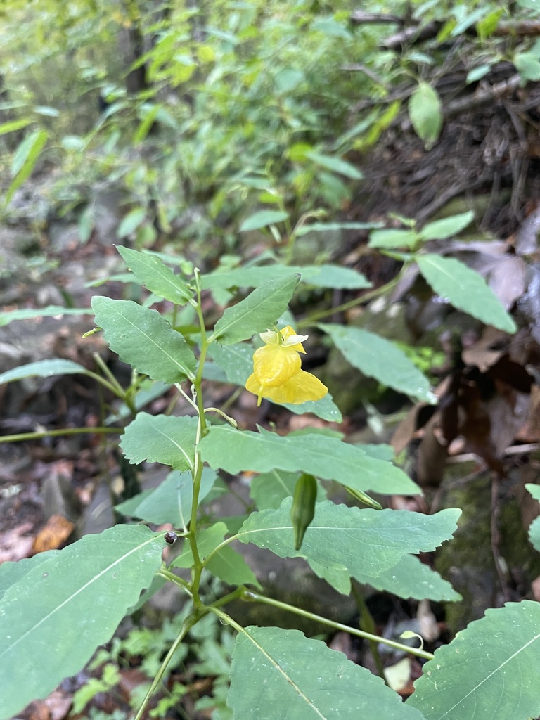 pale jewelweed from Tracy City, TN, US on October 15, 2023 at 1228 PM