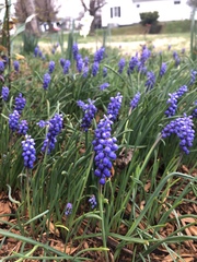 Muscari neglectum