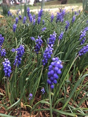 Muscari neglectum