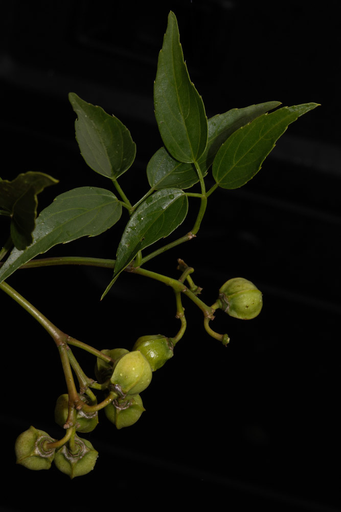 Cissus bosseri