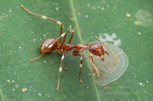 Camponotus striatipesCamponotus striatipes