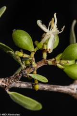 Coptosperma