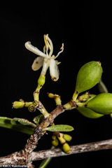 Coptosperma