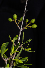 Coptosperma