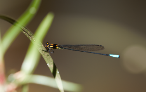 Acanthagrion apicale