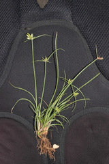 Cyperus compressus