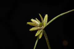 Cyperus compressus