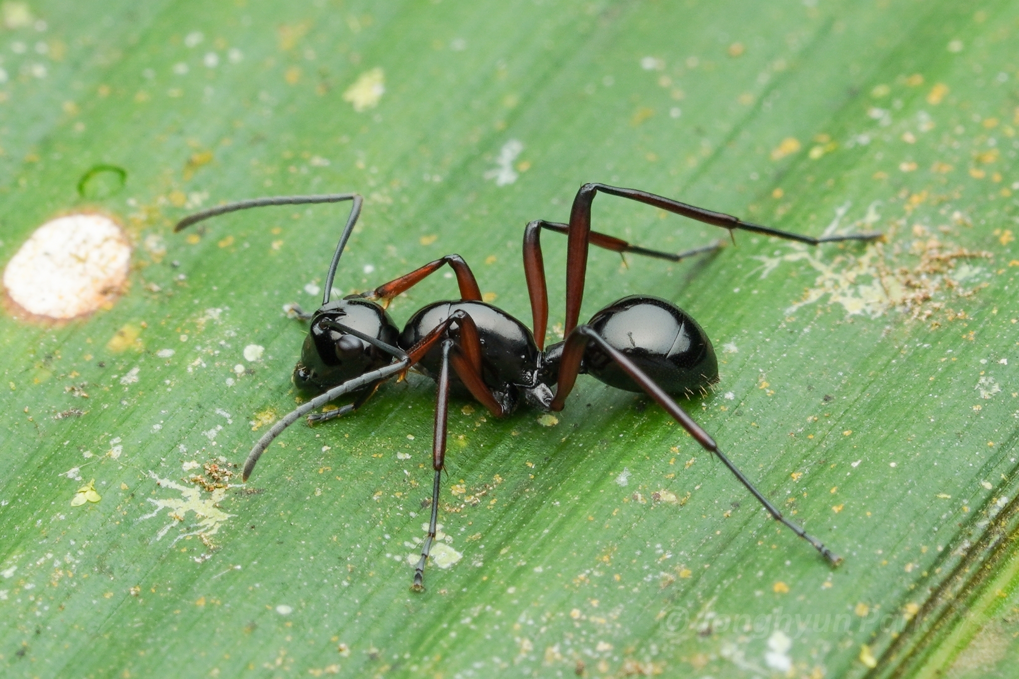 Polyrhachis danum