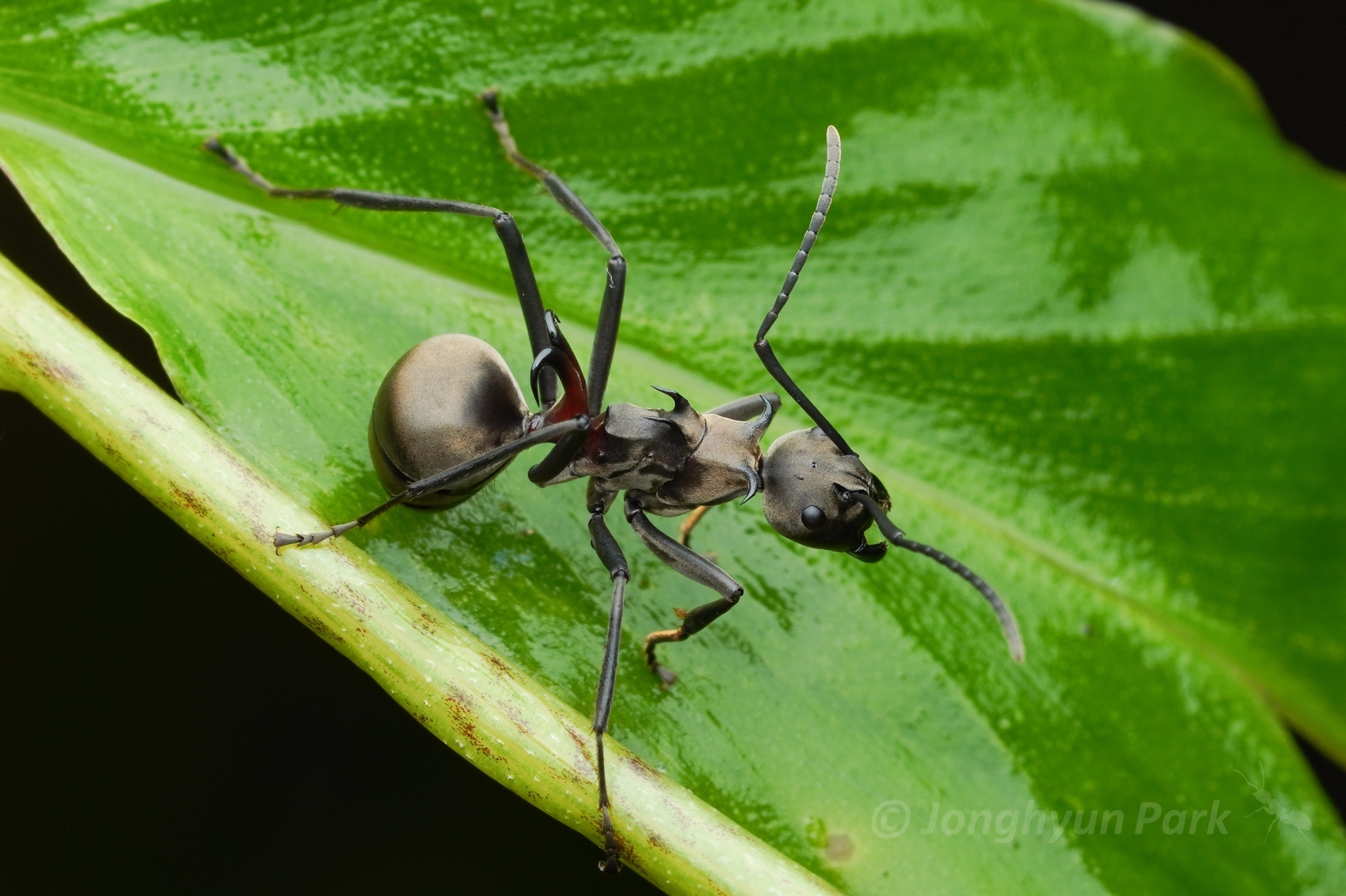 Polyrhachis dostali