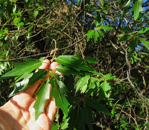 Image of Quercus gravesii by (c) Annika Lindqvist, some rights reserved (CC BY)