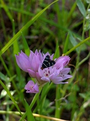 Allium serra