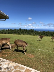 Rusa timorensis