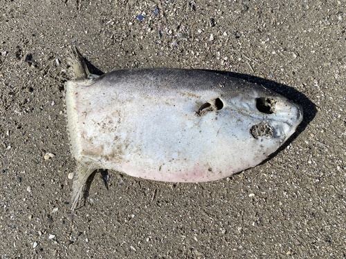 Ranzania laevis observed 2023-10-16