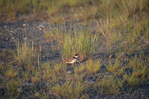 Semipalmated Plover