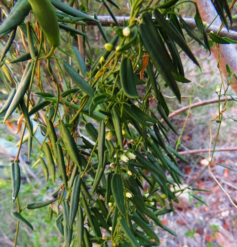 Pringle's Swallow-wort (Metastelma pringlei)