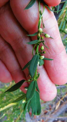 Image of Pringle's Swallow-Wort (Metastelma pringlei) by (c) Annika Lindqvist, some rights reserved (CC BY)