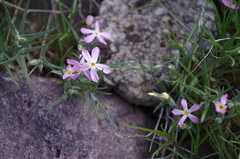 Phlox longifolia