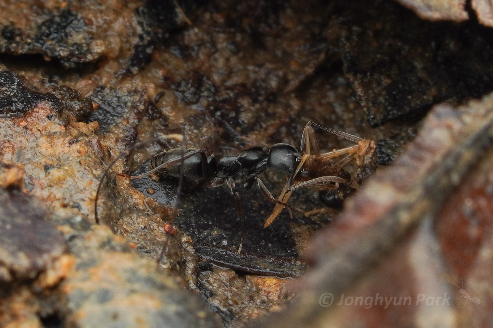 Brachyponera pilidorsalis