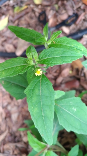 Sigesbeckia orientalis