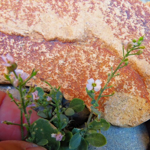 Image of Physaria purpurea by (c) Annika Lindqvist, some rights reserved (CC BY)