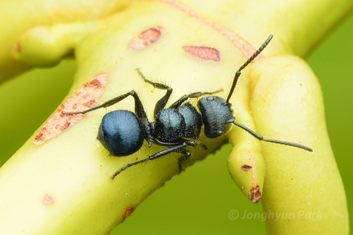 Echinopla densistriataEchinopla densistriata