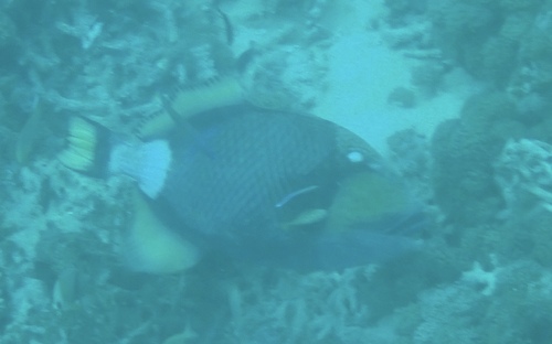 Titan Triggerfish — seen at this dive site